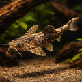  — tropical fish for sale UK — AI hero driftwood view