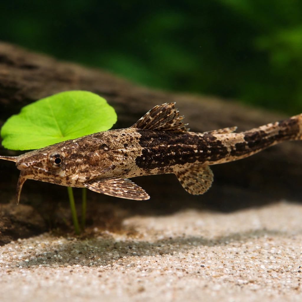  — tropical fish for sale UK — AI scale plant view