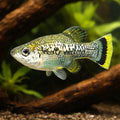 Butterfly Goodeid — tropical fish for sale UK — AI hero driftwood view