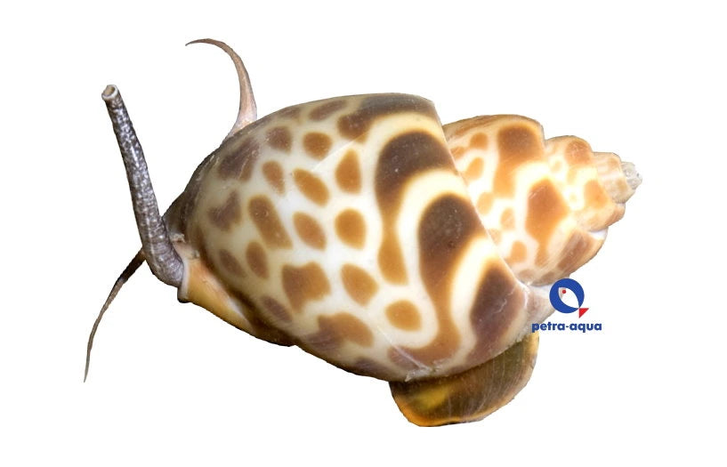 Bybylon Shell Light Babylonia spirata marine snail with patterned spiral shell on a sandy substrate