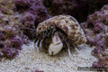White-Leg Hermit Crab Calcinus laevimanus with large left claw and pale leg tips - AI-generated reference image