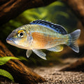 Callochromis macrops 5,5 - — tropical fish for sale UK — AI hero driftwood view