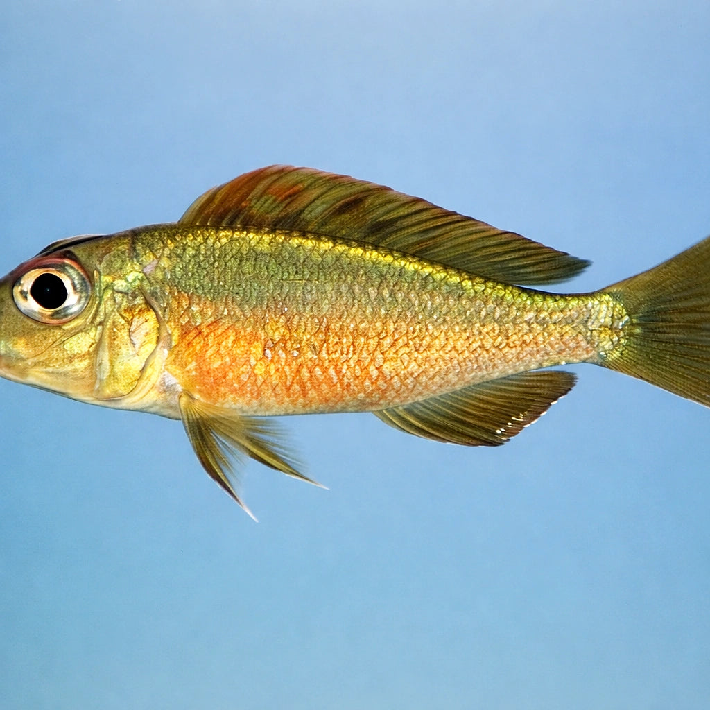 Callochromis melanostigma XL — tropical fish for sale UK — AI side clean view