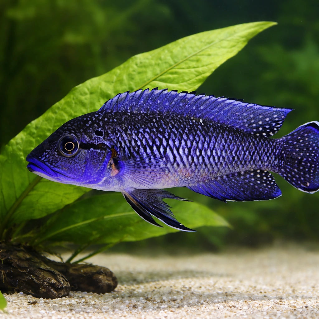 Caninus — tropical fish for sale UK — AI scale plant view