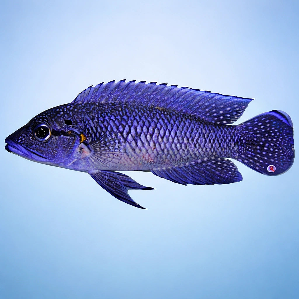 Caninus — tropical fish for sale UK — AI side clean view