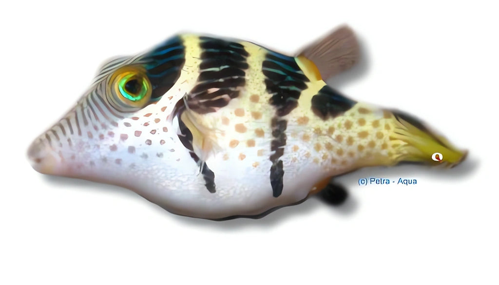 Canthigaster Valentini Puffer Fish for UK Aquariums — tropical fish for sale UK