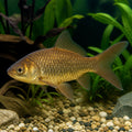 Carassius auratus bronzed comet - Coldwater Fish for Sale UK — tropical fish for sale UK — AI natural aquarium view