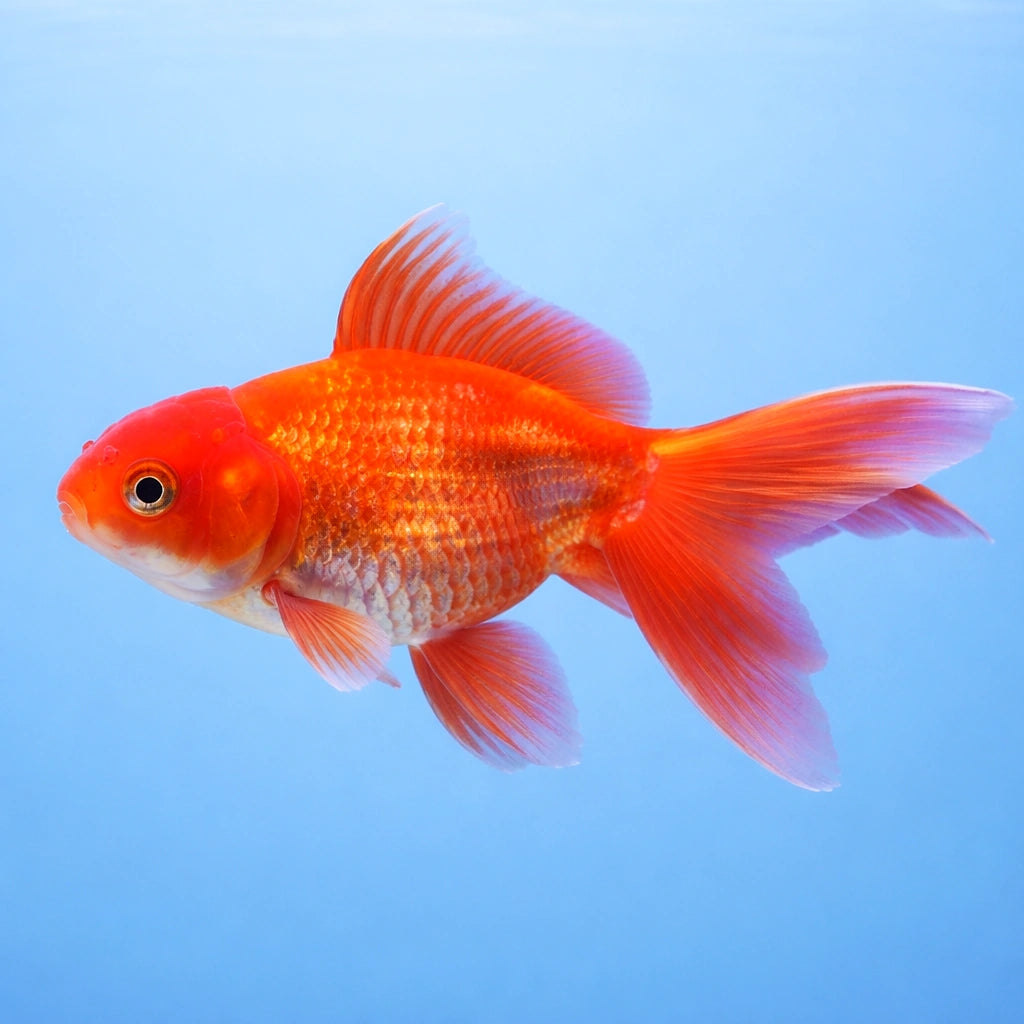 Carassius auratus l.f. mixed — tropical fish for sale UK — AI side clean view
