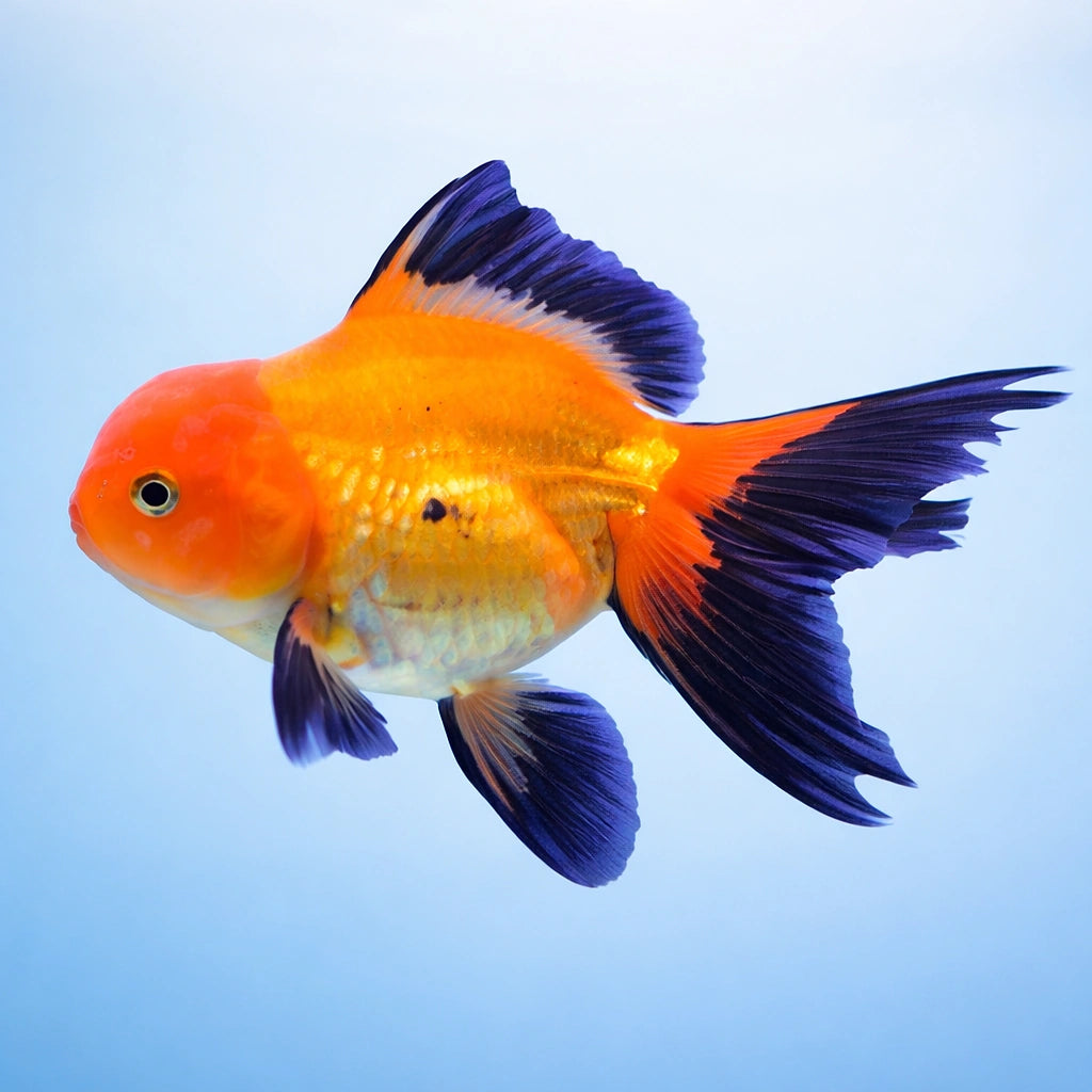 Carassius auratus l.f. oranda red black — tropical fish for sale UK — AI side clean view