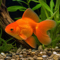 Carassius auratus l.f. red broadtail — tropical fish for sale UK — AI natural aquarium view