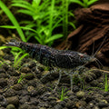 Sawtooth Caridina Shrimp - Neocaridina Denticulata - Aquatic Invertebrate — Shrimp for sale UK — AI natural aquarium view