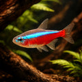 Cardinal Tetras — South American Tetra for sale UK — AI hero driftwood view