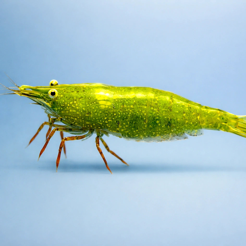 Caridina babaulti green 1 - 1, — tropical fish for sale UK — AI side clean view