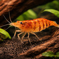 Caridina babaulti stripes 1 - 1, — tropical fish for sale UK — AI hero driftwood view