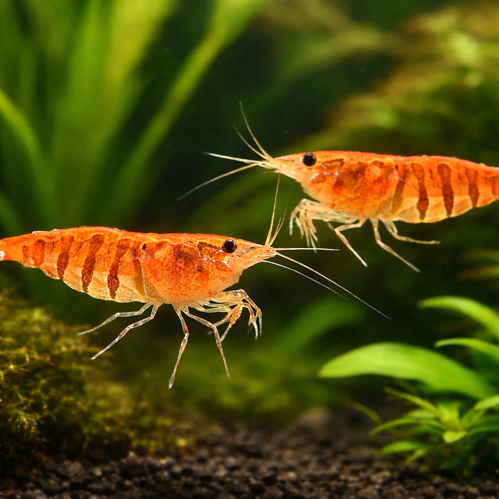 Caridina babaulti stripes 1 - 1, — tropical fish for sale UK — AI pair planted view