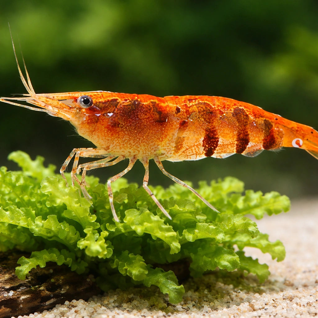 Caridina babaulti stripes 1 - 1, — tropical fish for sale UK — AI scale plant view