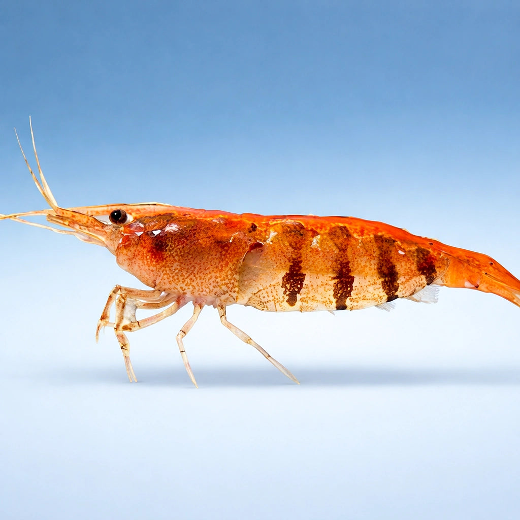 Caridina babaulti stripes 1 - 1, — tropical fish for sale UK — AI side clean view
