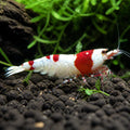 Caridina cantonensis super crystal red — tropical fish for sale UK — AI natural aquarium view