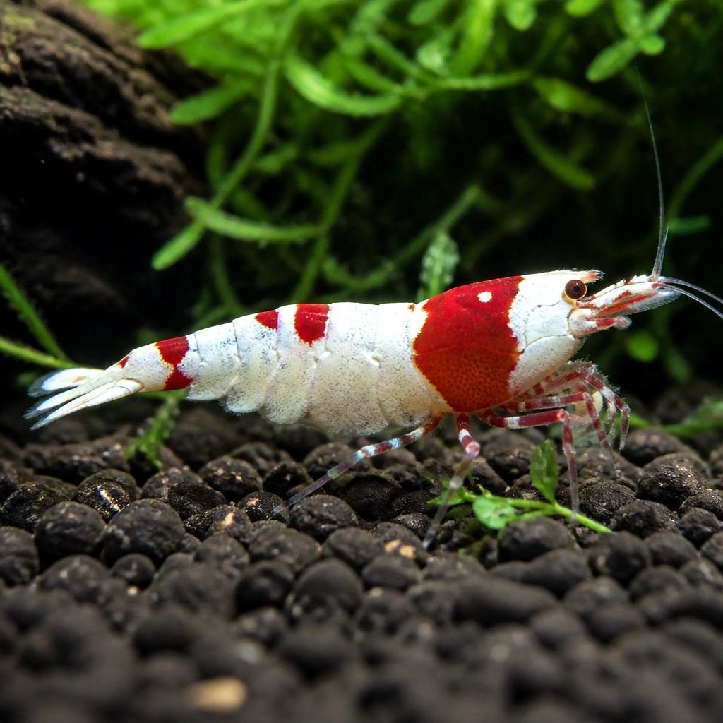 Caridina cantonensis super crystal red — tropical fish for sale UK — AI natural aquarium view