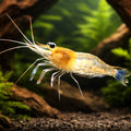 Caridina ensifera 1 - 1, — tropical fish for sale UK — AI hero driftwood view