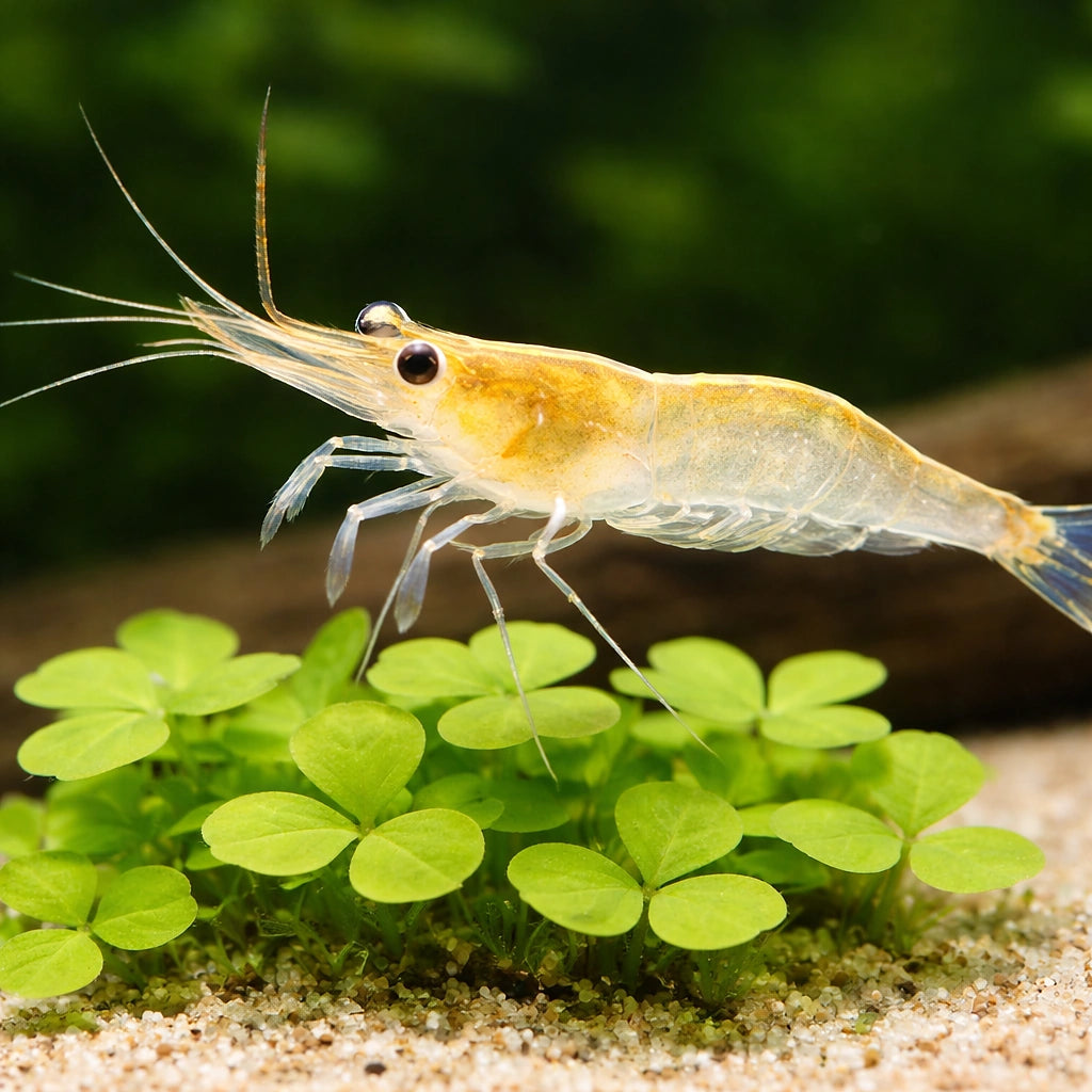 Caridina ensifera 1 - 1, — tropical fish for sale UK — AI scale plant view