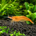 Orange Amano Shrimp (Caridina japonica) 2-3 cm — AI natural aquarium view