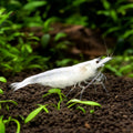 Snow White Amano Shrimp (Caridina japonica) 2–3 cm — AI natural aquarium view