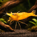 Caridina Orange shrimp 1,5 - — tropical fish for sale UK — AI hero driftwood view