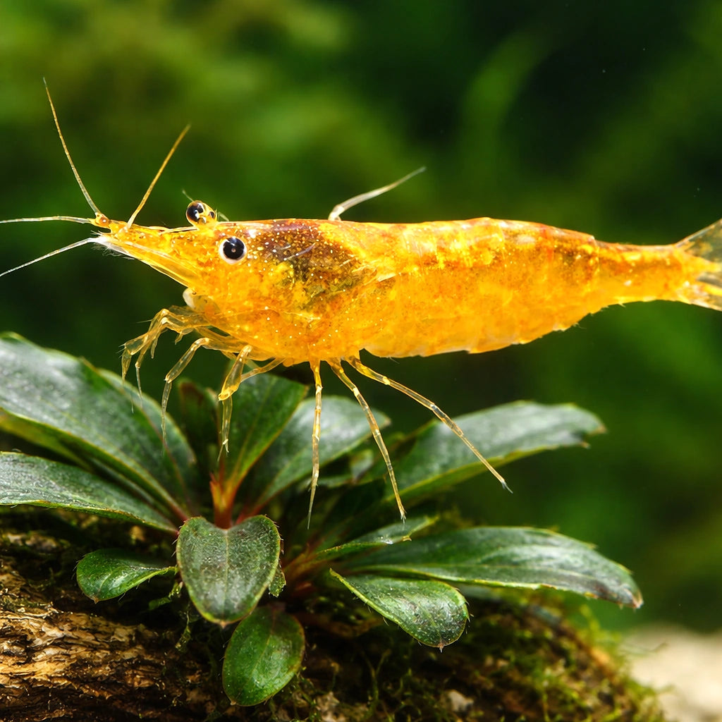Caridina Orange shrimp 1,5 - — tropical fish for sale UK — AI scale plant view