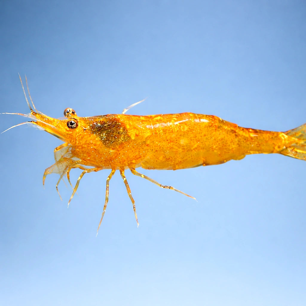 Caridina Orange shrimp 1,5 - — tropical fish for sale UK — AI side clean view