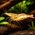 Caridina simoni simoni 1 - 1, — tropical fish for sale UK — AI hero driftwood view