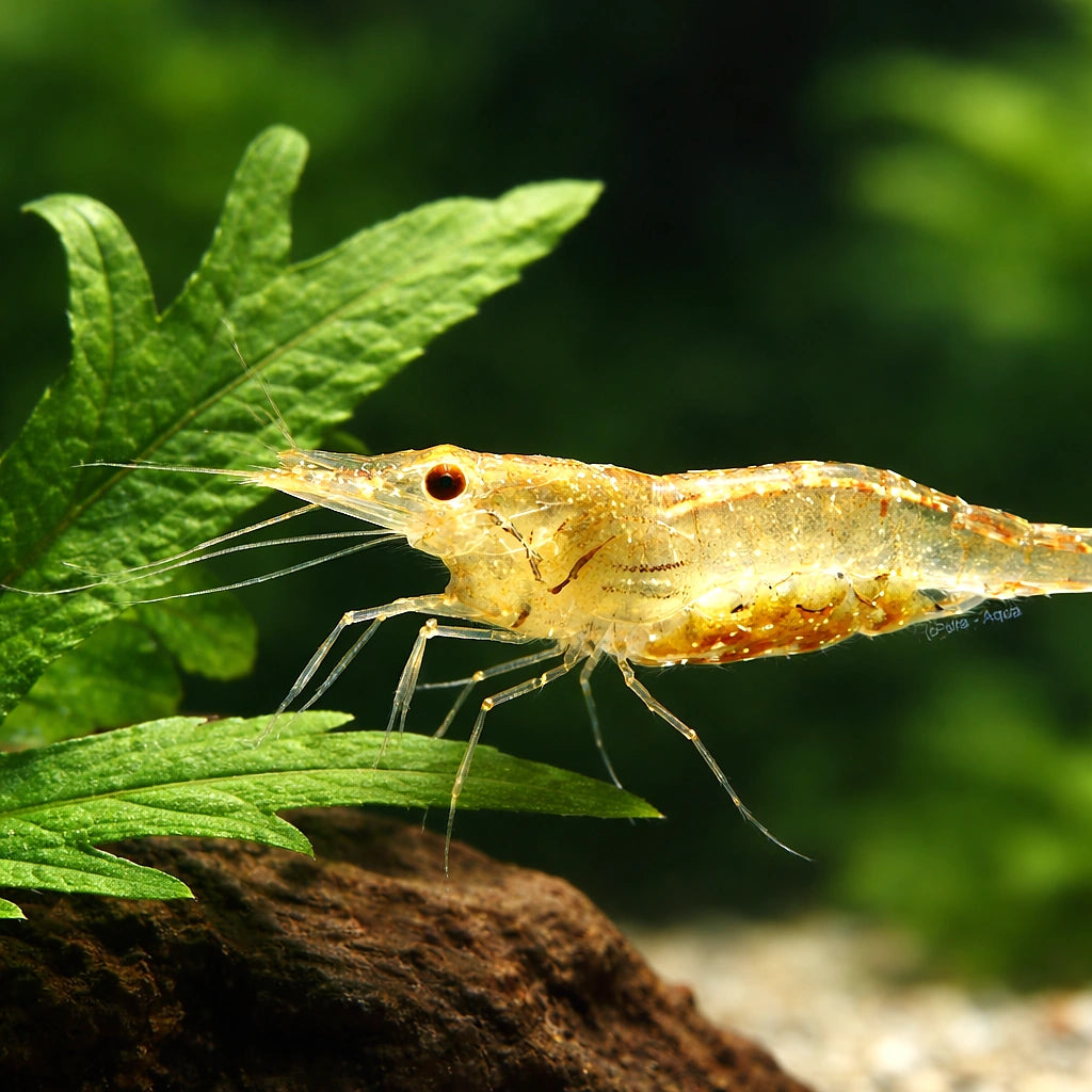 Caridina simoni simoni 1 - 1, — tropical fish for sale UK — AI scale plant view
