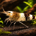 Caridina sp. Black & white crystal — tropical fish for sale UK — AI hero driftwood view