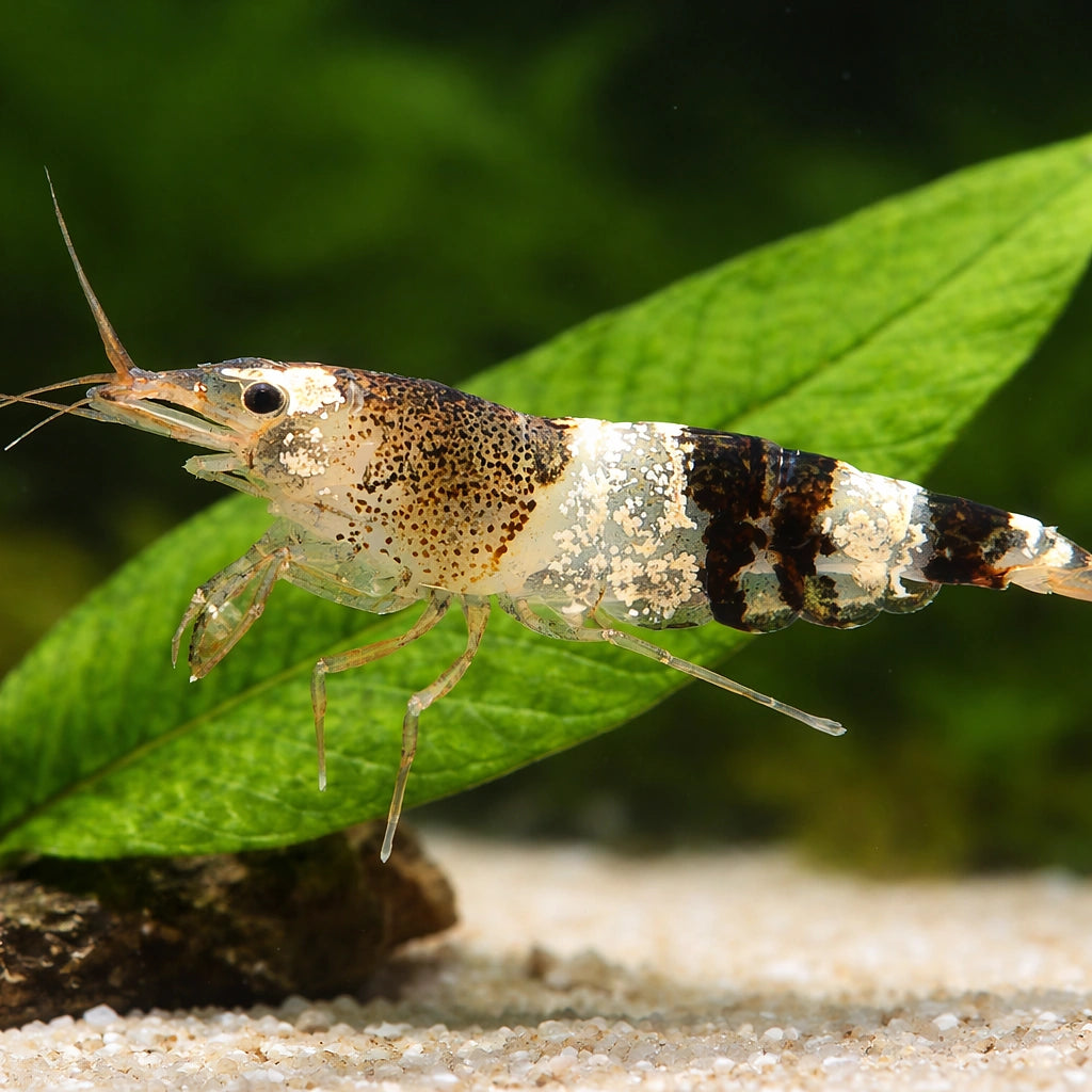 Caridina sp. Black & white crystal — tropical fish for sale UK — AI scale plant view