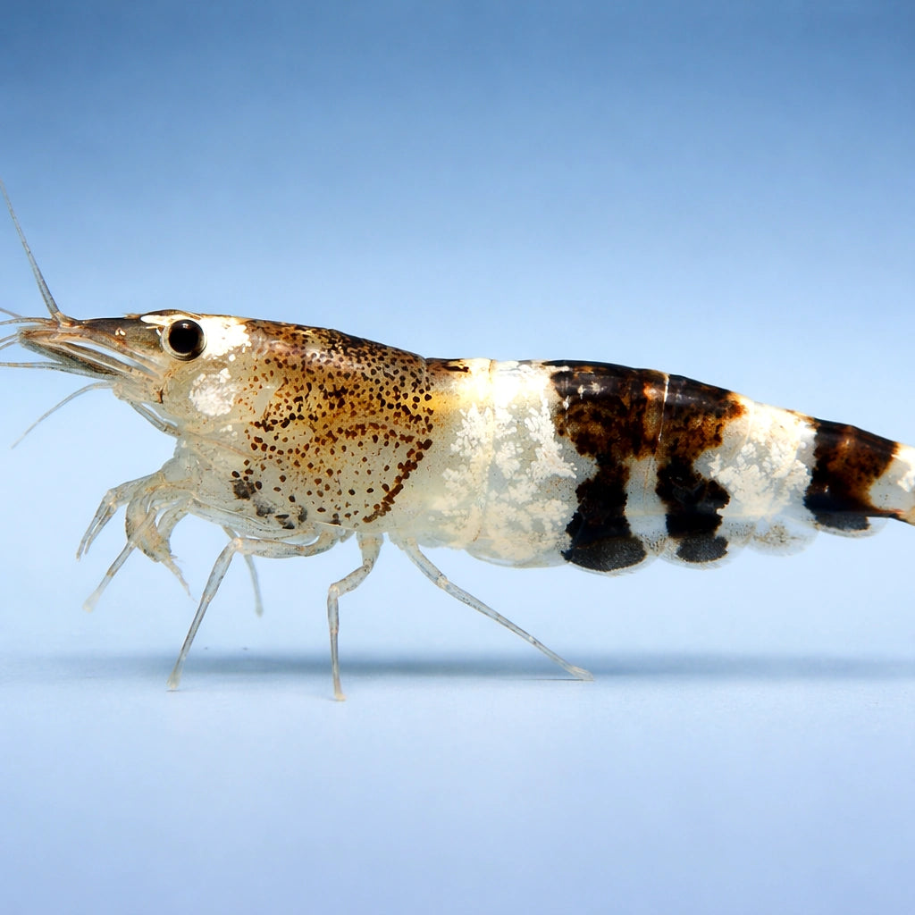Caridina sp. Black & white crystal — tropical fish for sale UK — AI side clean view