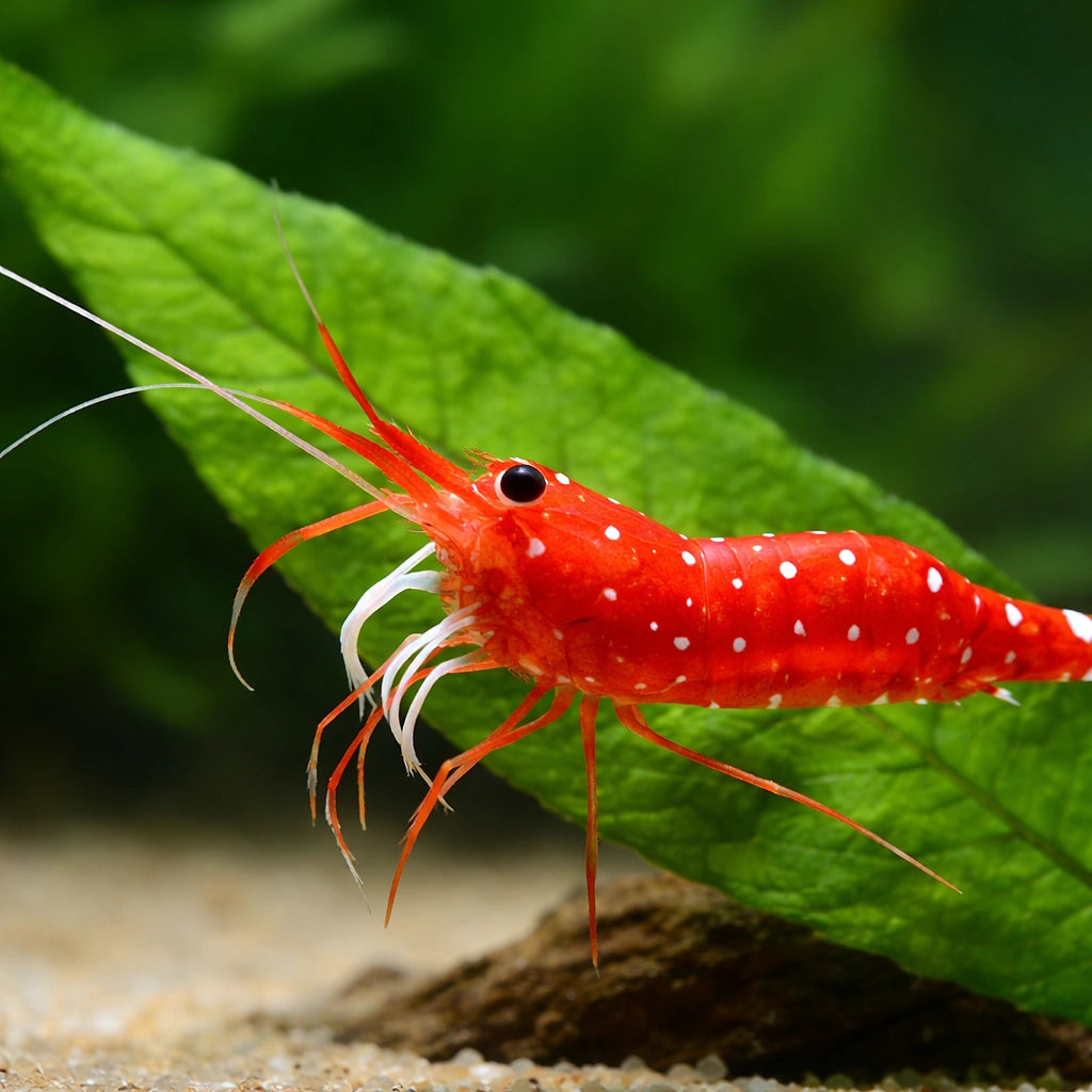 Caridina sp. Cardinal 1 - 1, — tropical fish for sale UK — AI scale plant view
