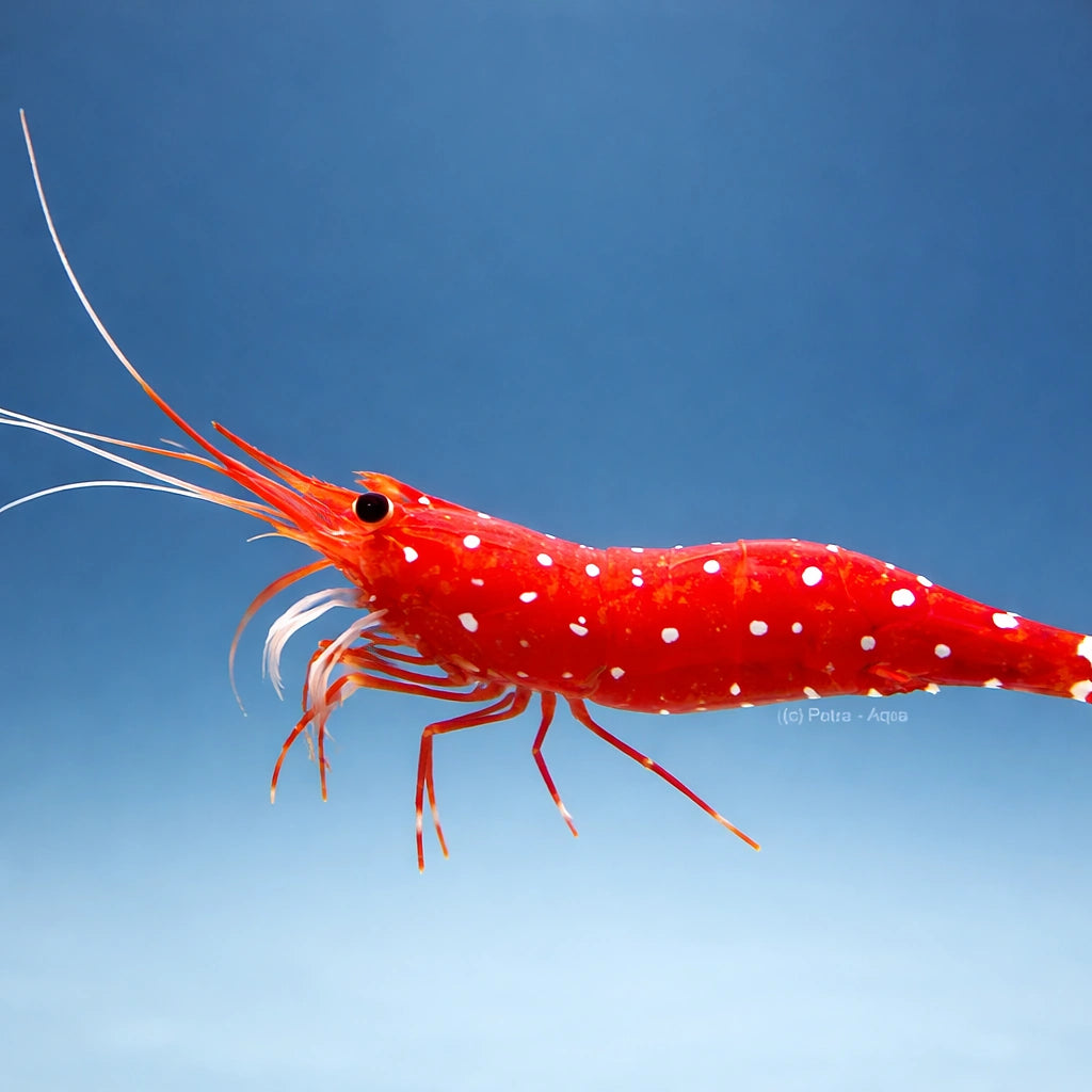 Caridina sp. Cardinal 1 - 1, — tropical fish for sale UK — AI side clean view