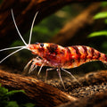 Caridina sp. purple zebra 1 - — tropical fish for sale UK — AI hero driftwood view