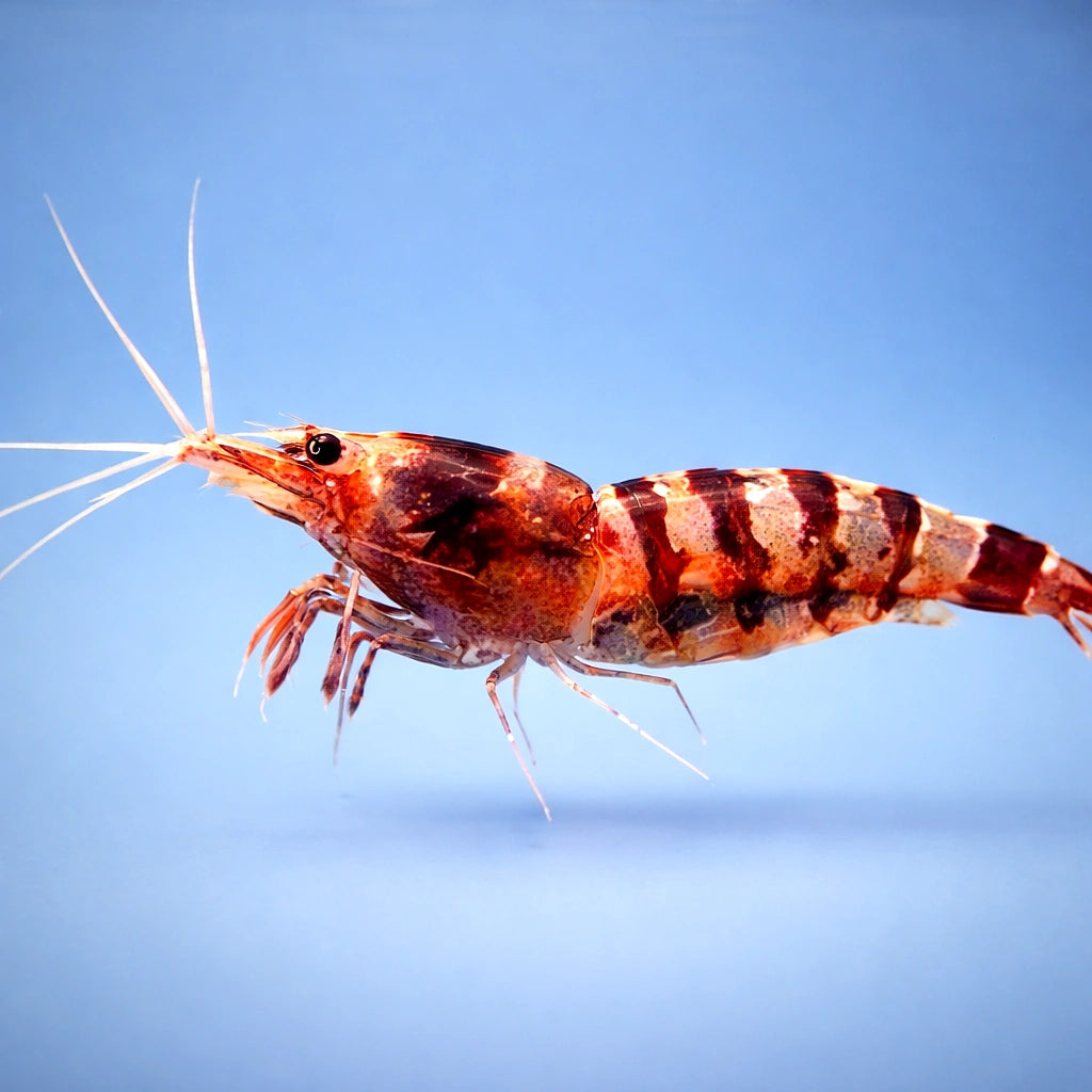 Caridina sp. purple zebra 1 - — tropical fish for sale UK — AI side clean view