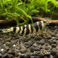 Racoon Tiger Shrimp - Caridina Cantonensis - Aquatic Invertebrate - Crustacean — Shrimp for sale UK — AI natural aquarium view