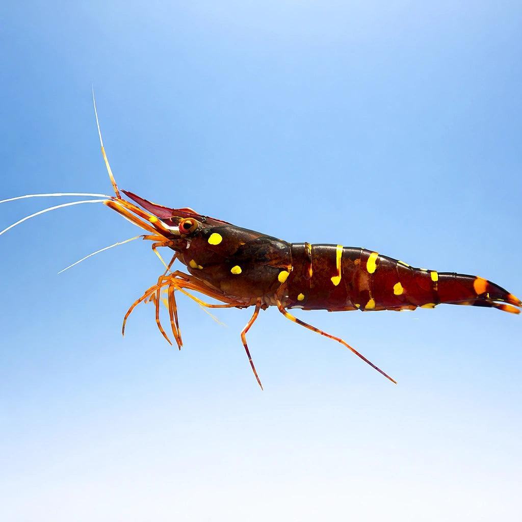 Caridina sp. yellow cheek celebe 1 - 1, — tropical fish for sale UK — AI side clean view