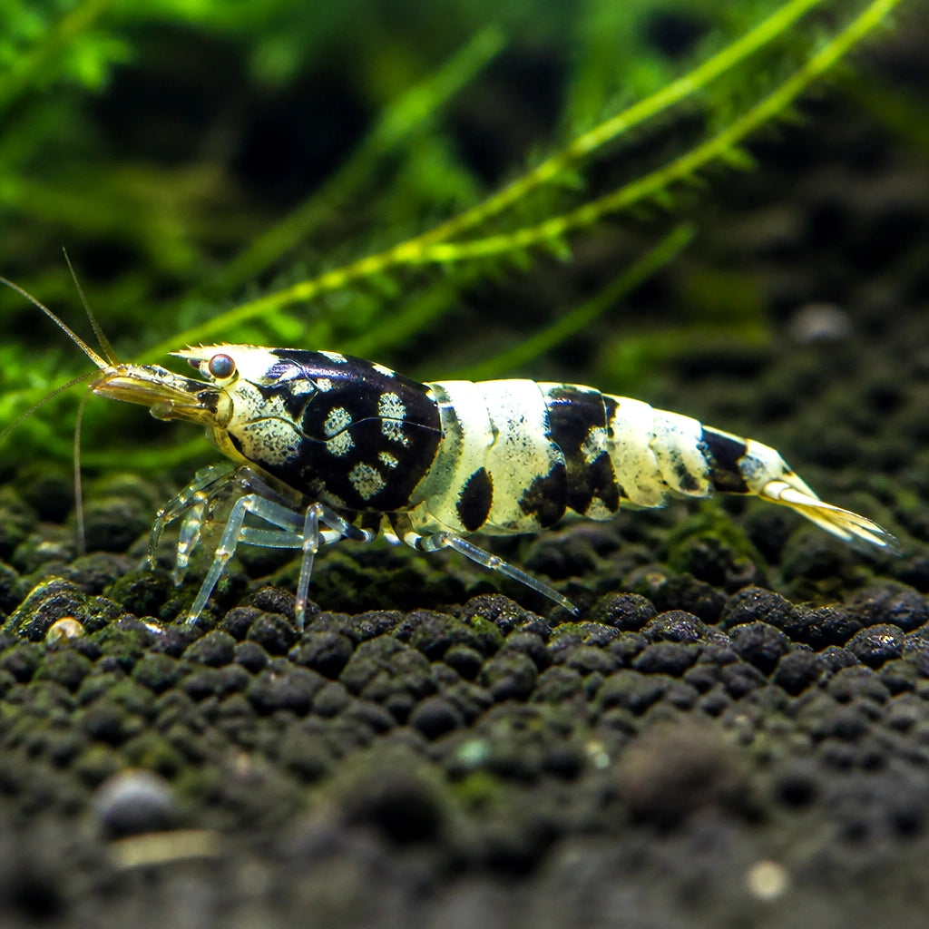 Black Pinto Shrimp - Caridina Cantonensis - Taiwan Bee - Aquatic Invertebrate — Shrimp for sale UK — AI natural aquarium view