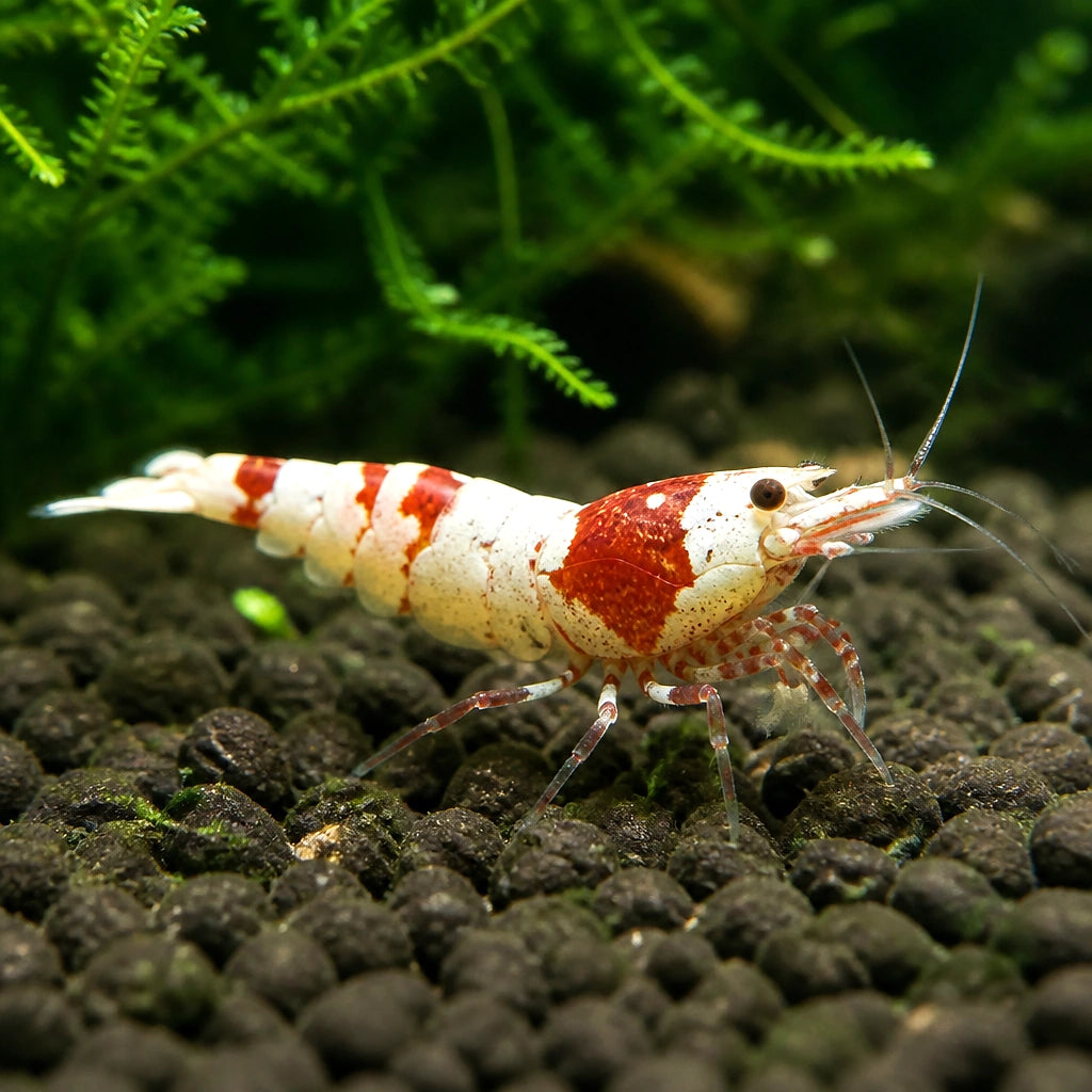 Red Pinto Shrimp - Caridina Cantonensis - Taiwan Bee - Aquatic Invertebrate — Shrimp for sale UK — AI natural aquarium view