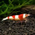 Red Bolt Taiwan Bee Shrimp - Caridina Cantonensis - Aquatic Invertebrate — Shrimp for sale UK — AI natural aquarium view
