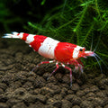 Red Ruby Shrimp - Caridina Cantonensis - Taiwan Bee - Invertebrate - Crustacean — Shrimp for sale UK — AI natural aquarium view