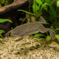 Carvalho`s Surinam toad — tropical fish for sale UK — AI natural aquarium view