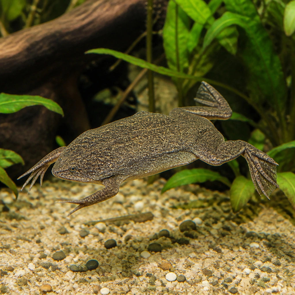 Carvalho`s Surinam toad — tropical fish for sale UK — AI natural aquarium view