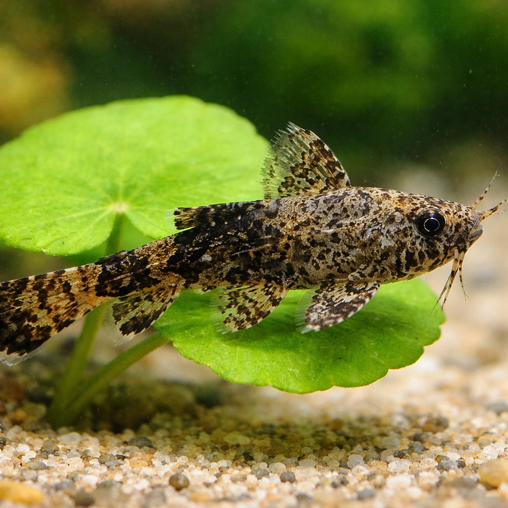 catfish for sale UK — Catfish cory pleco for sale UK — AI scale plant view