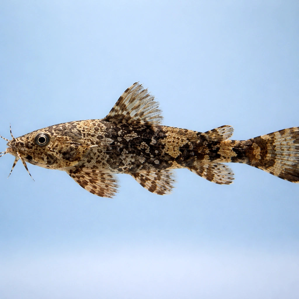catfish for sale UK — Catfish cory pleco for sale UK — AI side clean view