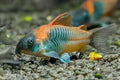 corydoras-cory-catfish-for-sale-uk-8390-10-in-3
